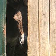 A donkey peering out from inside a shed