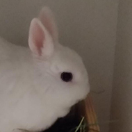 A white rabbit sat neatly in a wooden trough