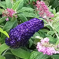 Purple and pink flowers with 3 butterflies.