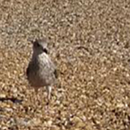 many many seagulls on a pebble beach