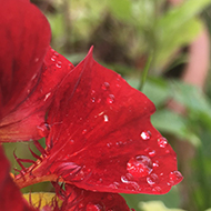 Droplets of water on bright red flower petals sparkling in the sun