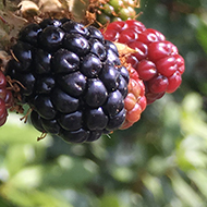 Ripening blackberries in our own garden