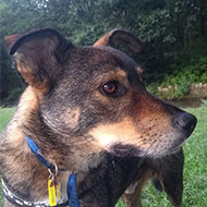 A very happy rescue dog in the park