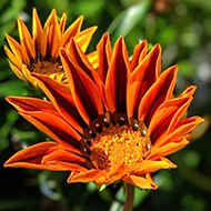 Gazania flowers giving autumnal colour