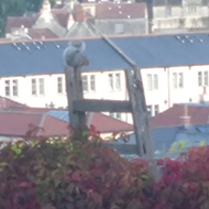 A squirrel sits huddled on a ladder whilst the town of Bradford-on-Avon is spread out below