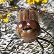 Dragonfly with brown body and red-brown eyes, resting on a white ribbon electric fence