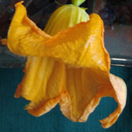 There is a white cucumber, yellow tomatoes and thin curly courgettes one with a beautiful yellow flower on o plate