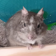 A grey and white degu (rodent) in a new cage