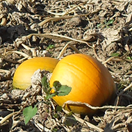 pumpkins growing on their vines in field