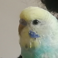 A mottled blue budgie on the shoulder of my mother.