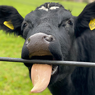A cow pressing against a fence and sticking its tongue out