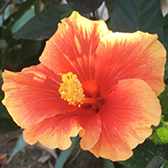 A bright pink and orange hibiscus flower with deep green leaves growing by the street in the middle of winter in California