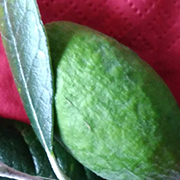 2small oval shaped green fruits with some leaves of the tree