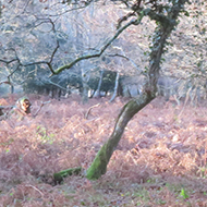 A tree is silhouetted by sunlight in the New Forest