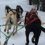 Dog sled ride