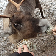 Reindeer eating lichen from the hands of children.