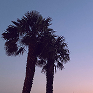 Two palm trees silhouetted against the sunset