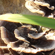 Group of frilly brown and beige fungi growing on stems of a bush.