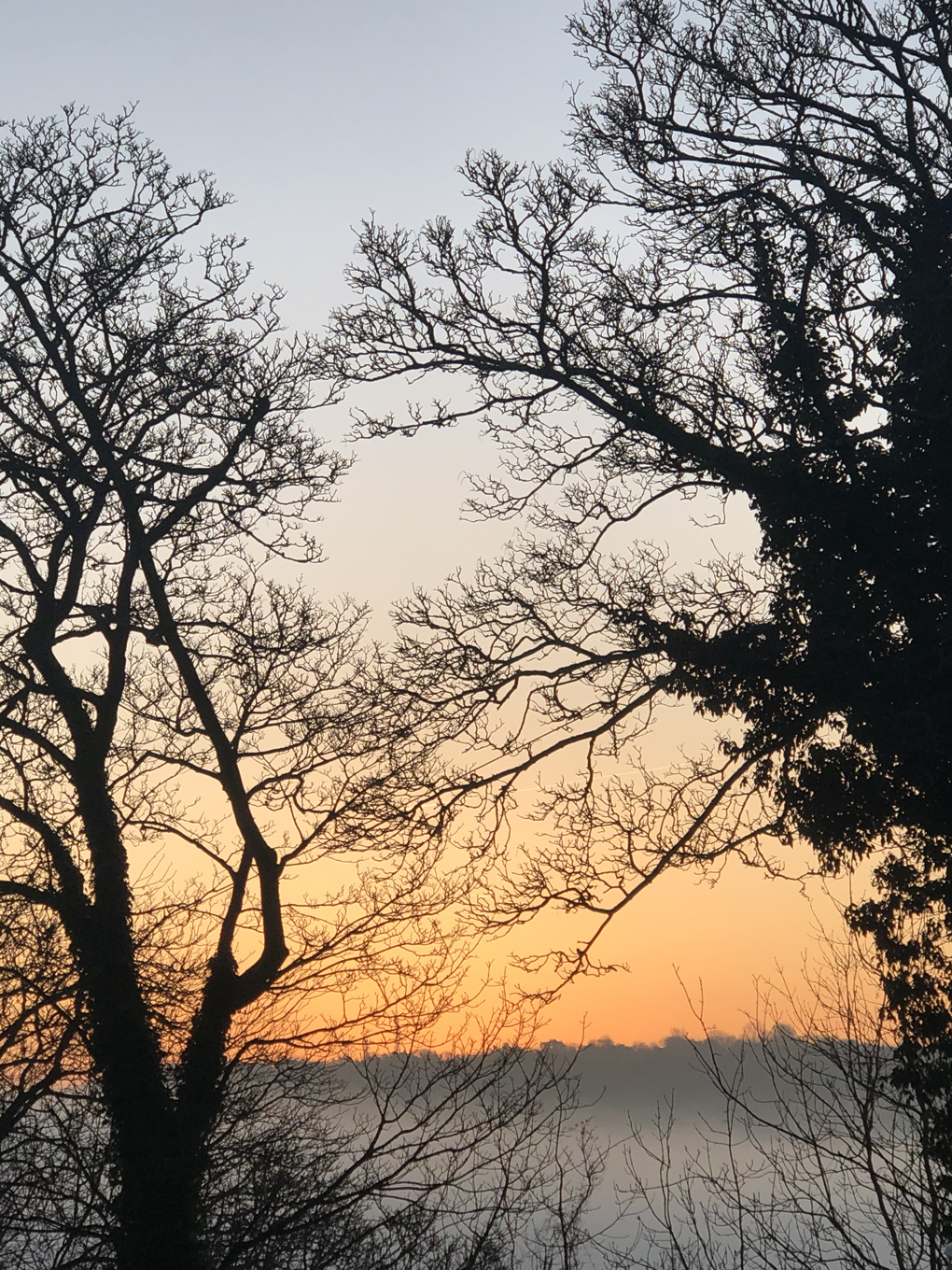 Tree branches over a pink and yellow sky