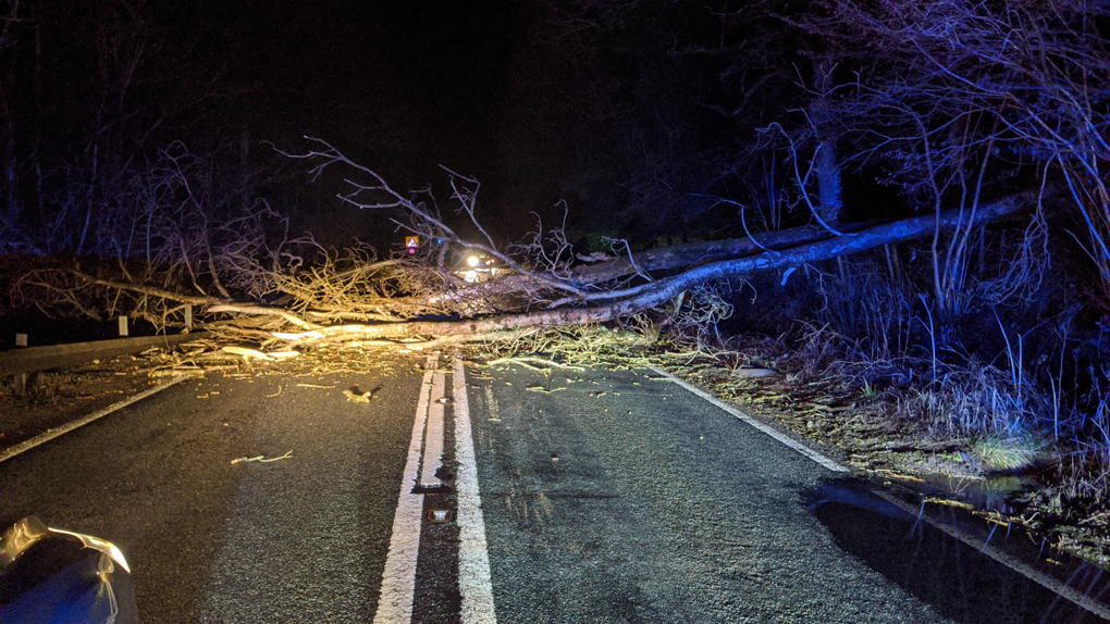 A fallen tree lying across a road.