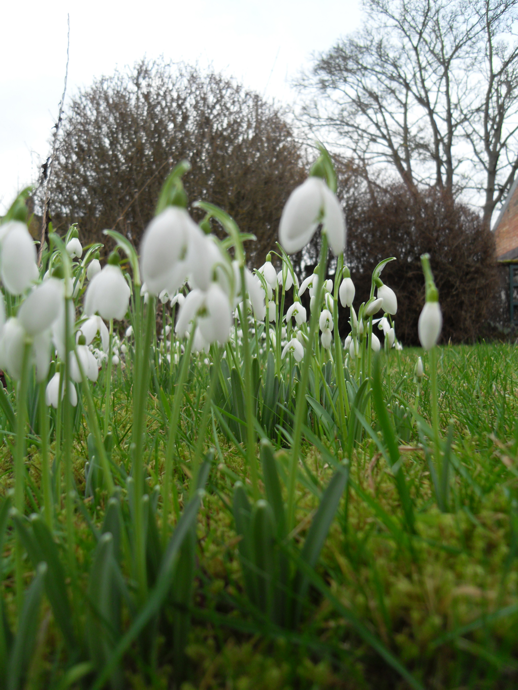 Snowdrops growing in a garden