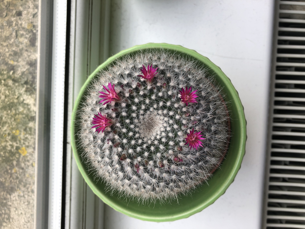 Cactus with pink flowers