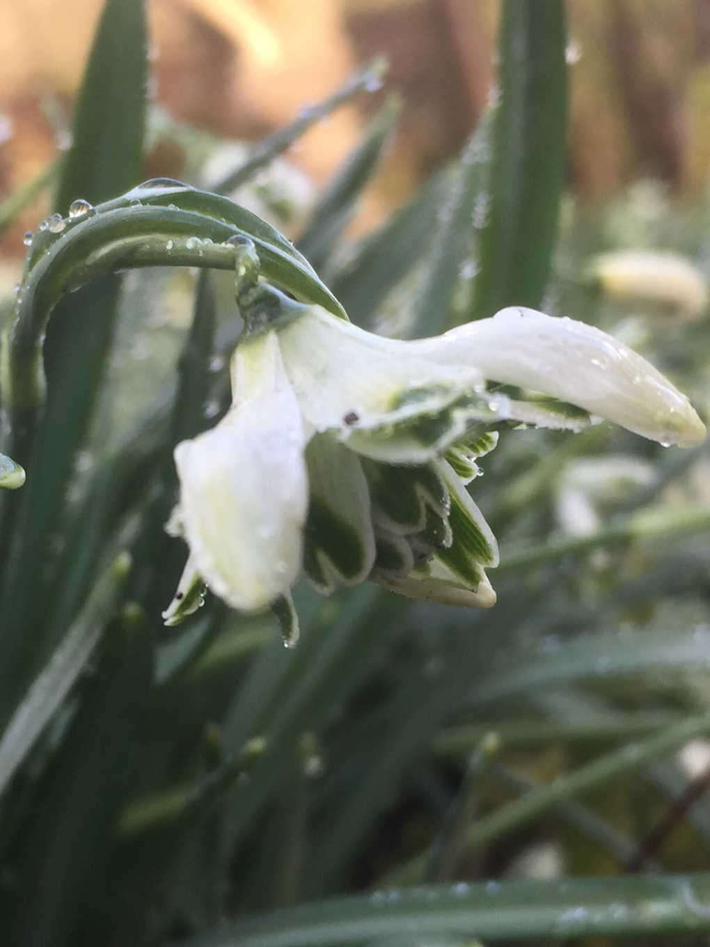 Snowdrop Time