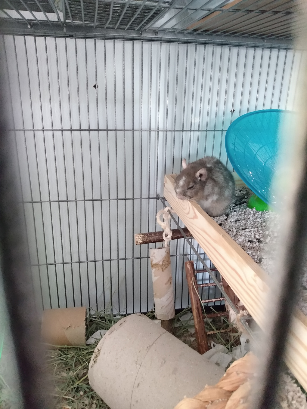 A small, grey degu (a rodent) rests on a ledge.