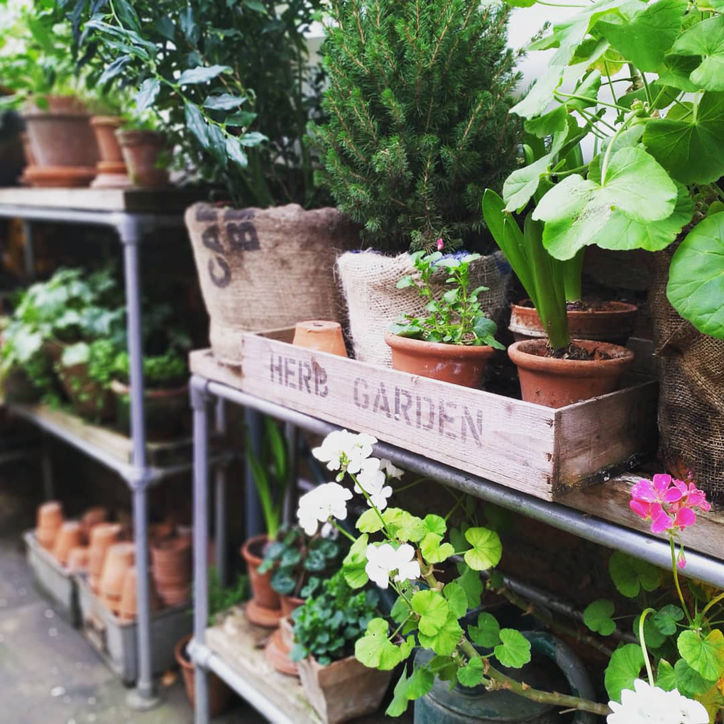 Two shelves densely packed with green, vibrant terracotta potted plants. Several of the plants are in a wide box labelled 'Herb garden'