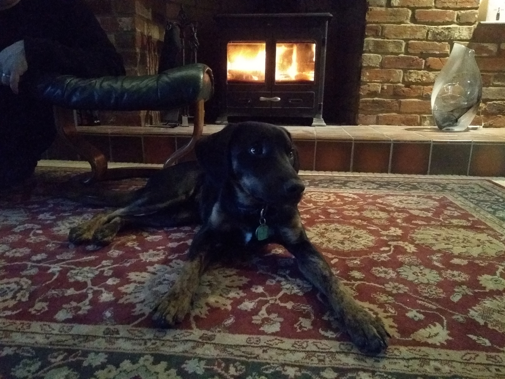 Young dog on a rug in front of a wood burning fireplace stove