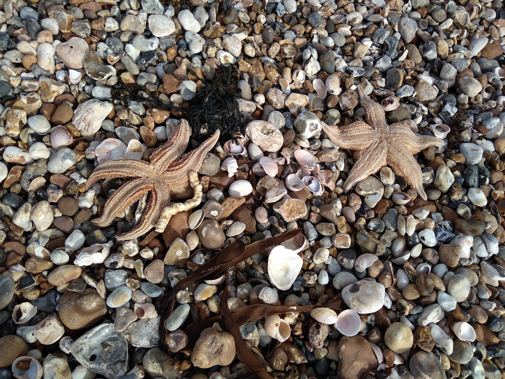 Two Starsish amongst the pebbles, seashells  arnd seaweed on Pagham Beach