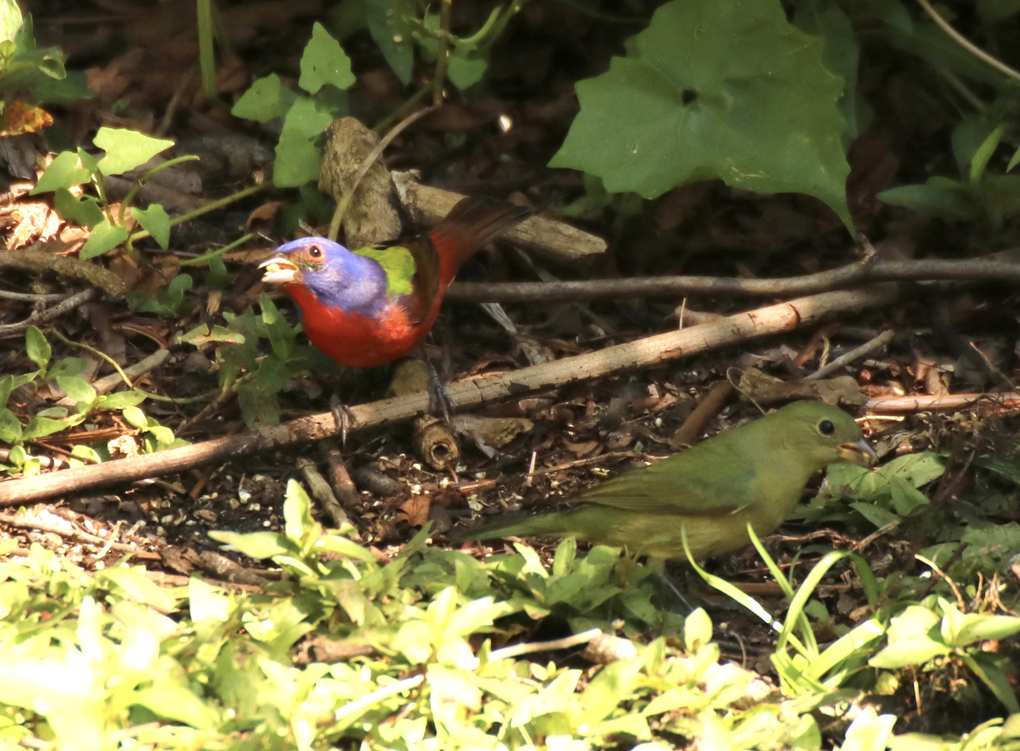 Painted Buntings