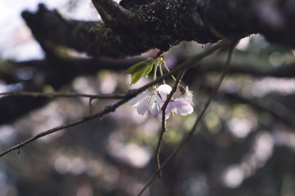Cherry Blossom resting in the spring light.