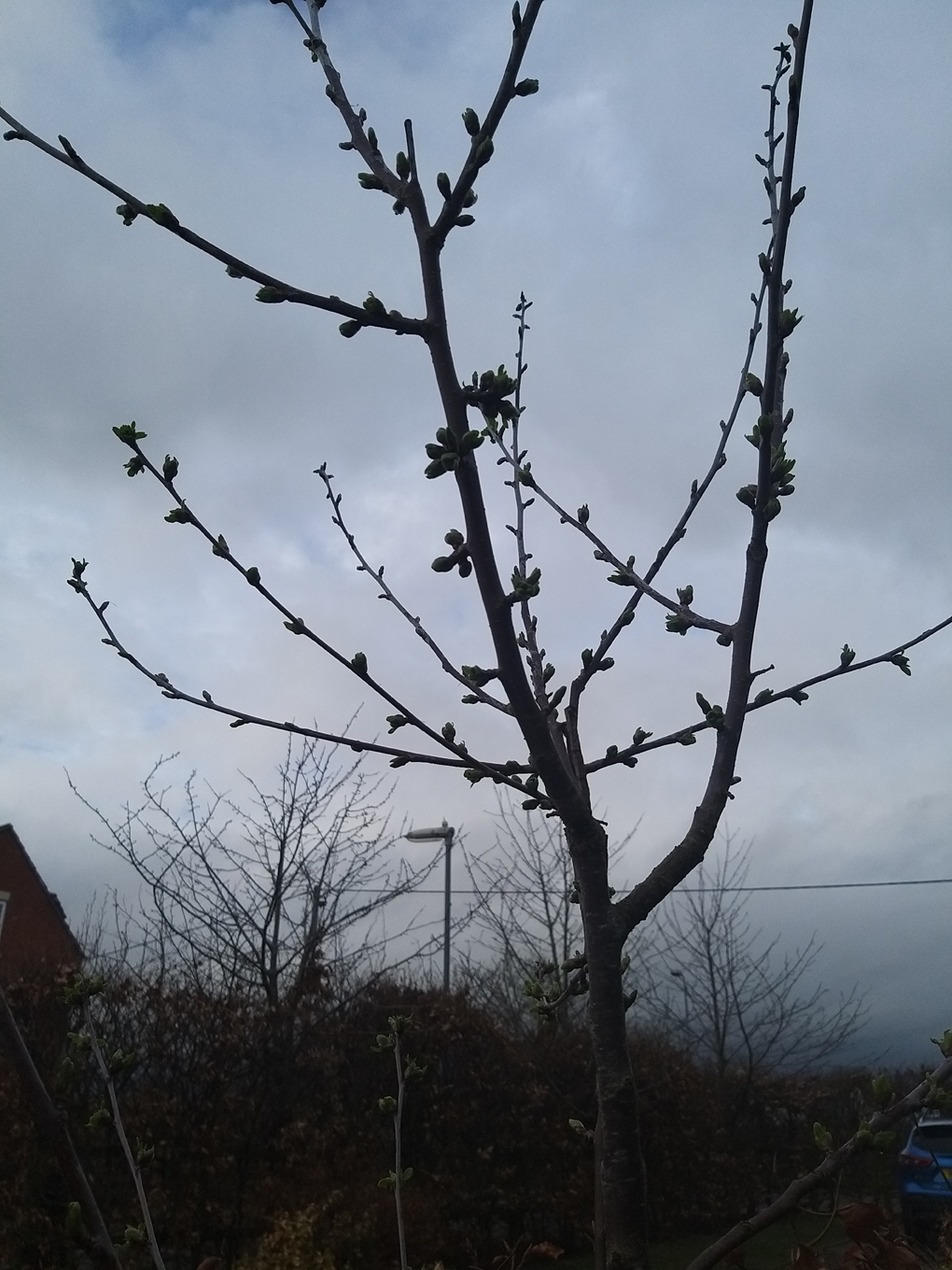 A tree with hints of new leaves coming forth.  Cloudy sky background.