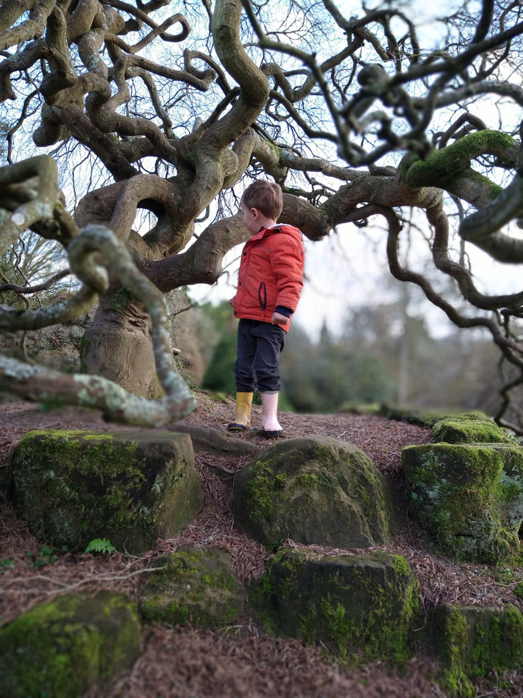 boy climbing over exposed tree roots
