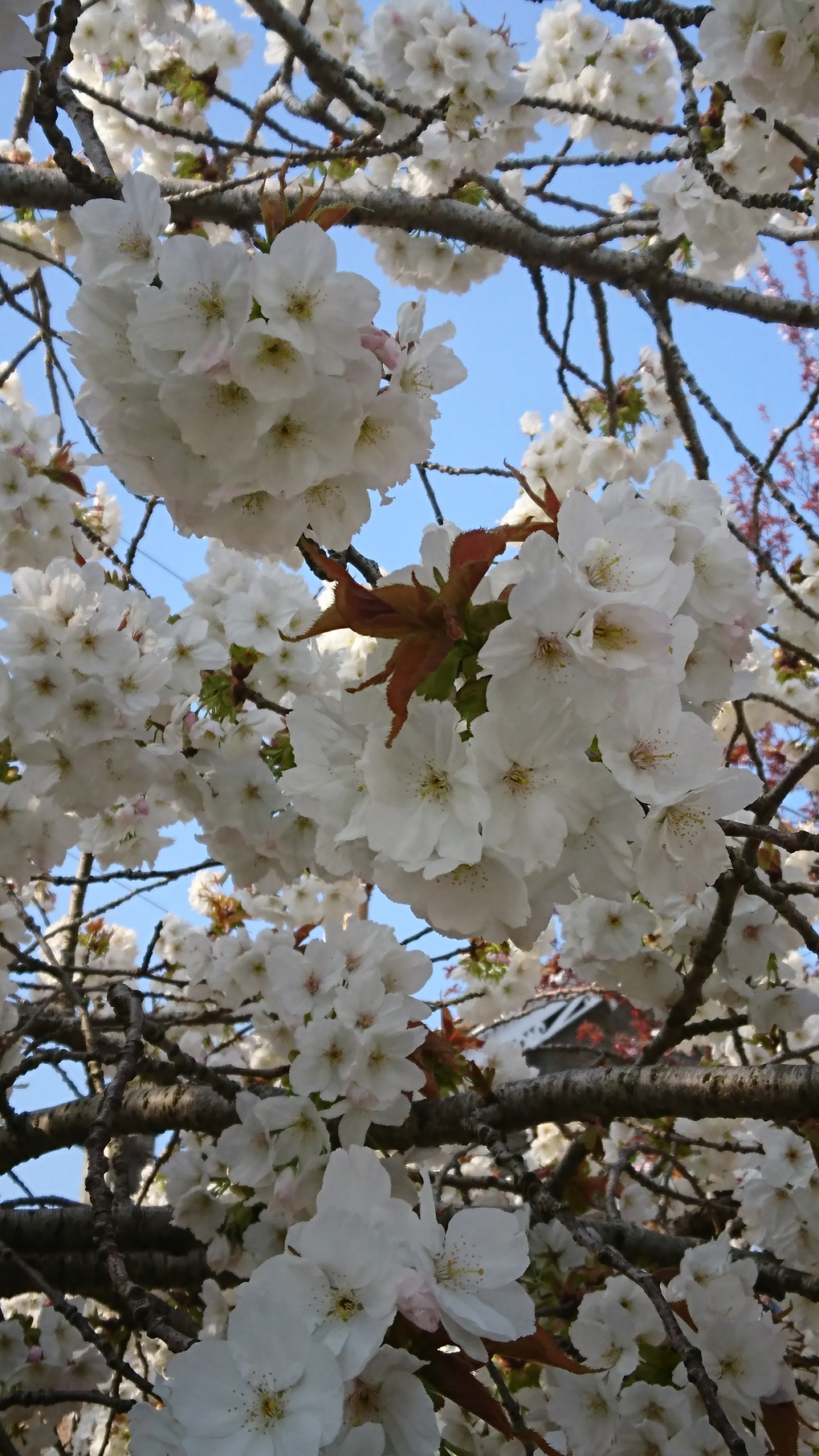 In the midst of the grimness and tedium of the lockdown Spring is all around us heralding new life and hope of happier times to come- image beautiful clusters of white cherry blossom backed by a blue sky on a sunny day.