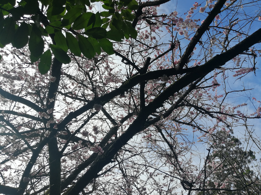 sun and sky through blossom-covered tree branches