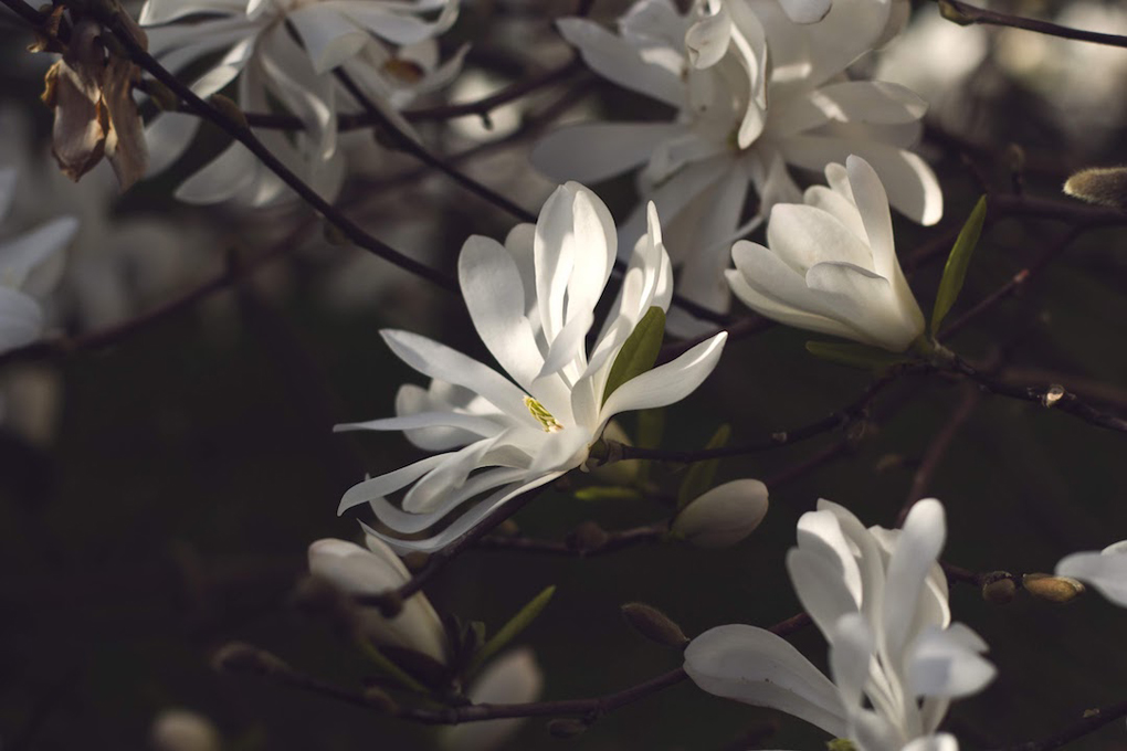 White flower softly lit by spring sunlight.