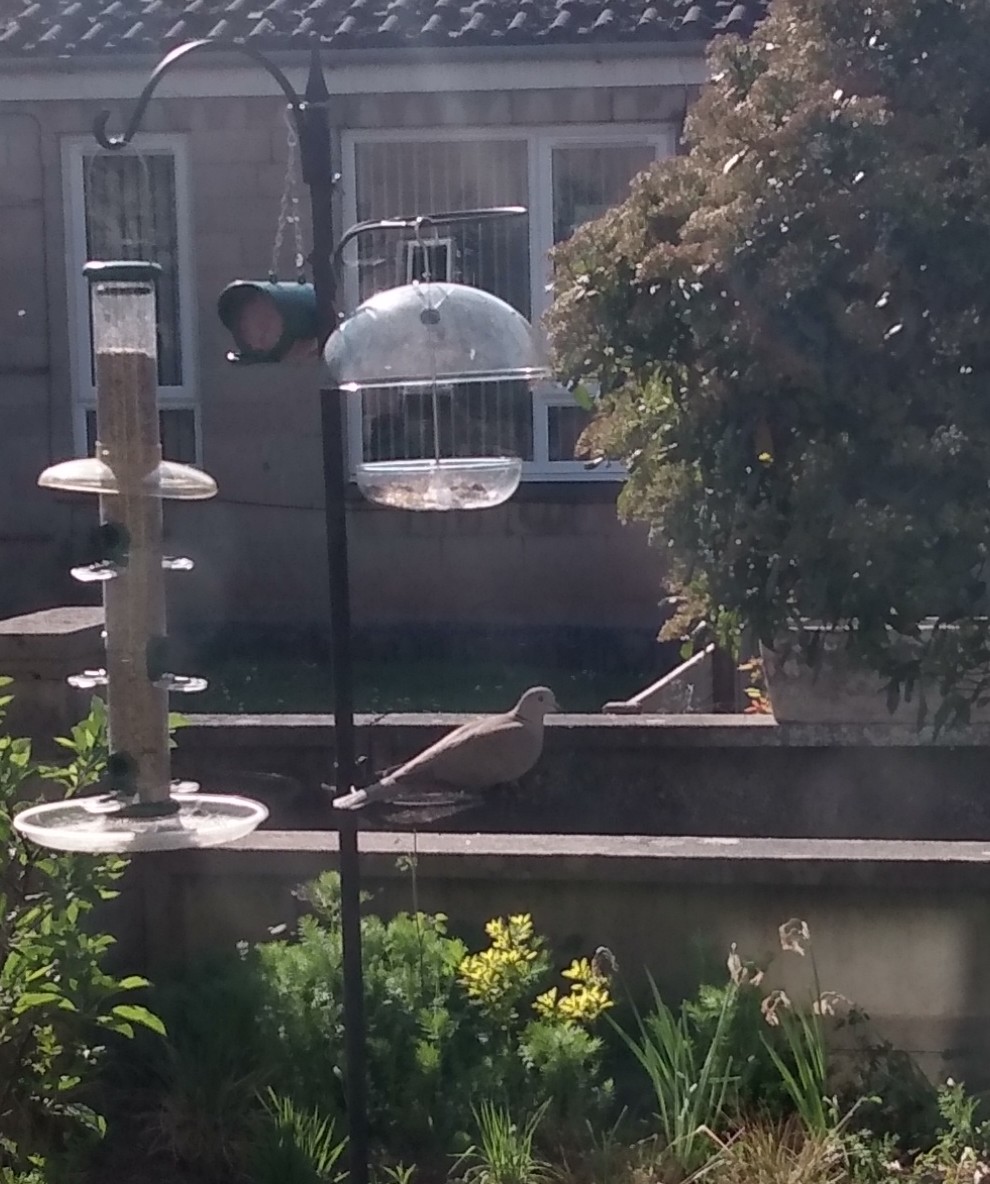 A dove perches on a bird feeder