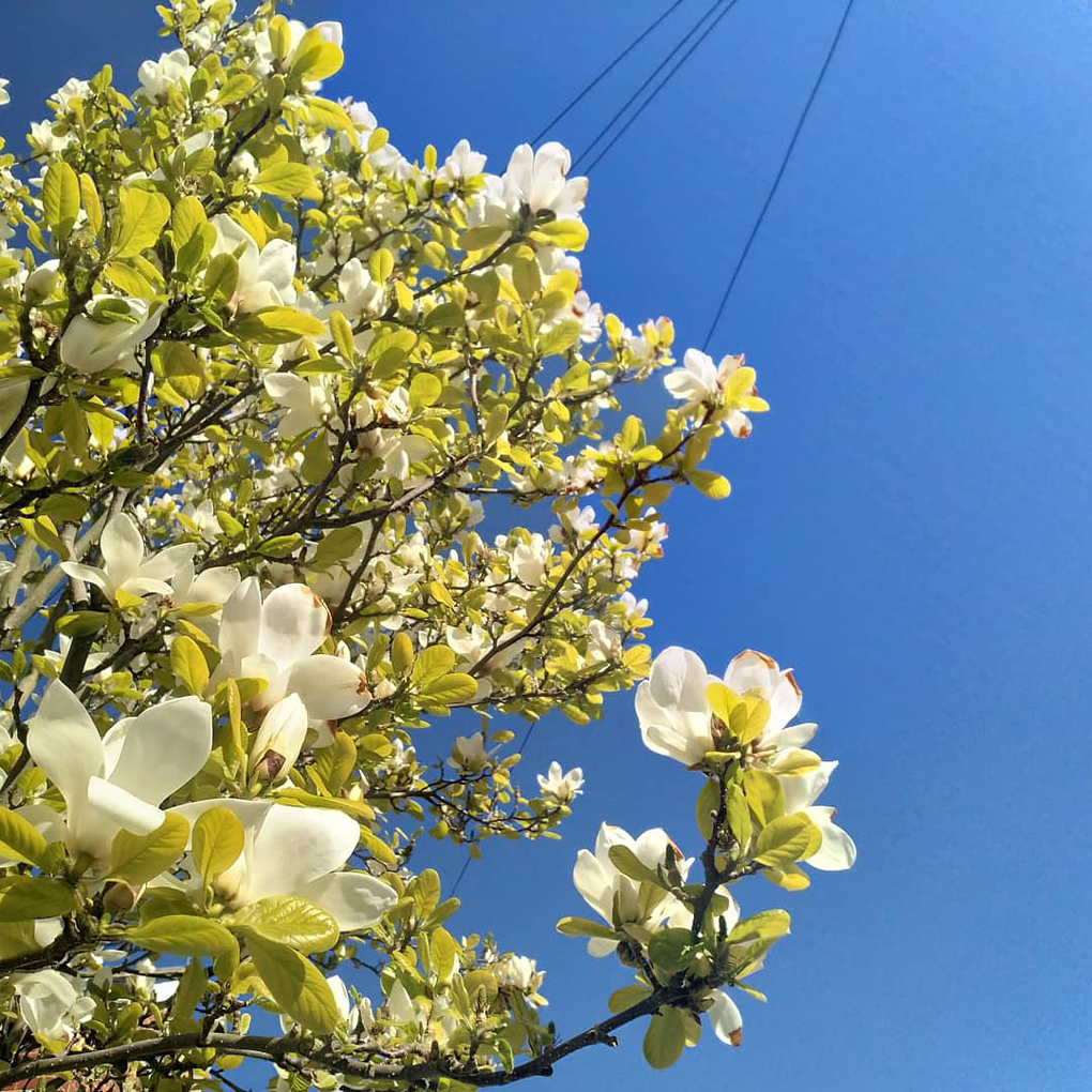 Magnolia branches stretching into a blue sky with bright white petals