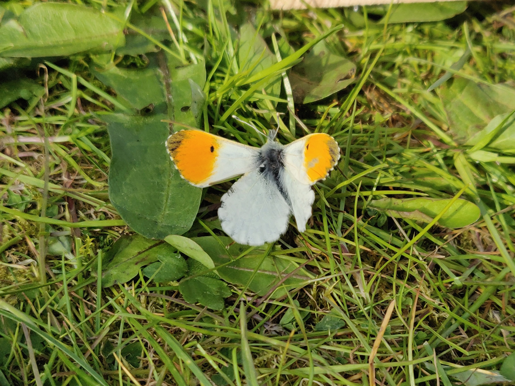 butterfly with orange tips on the end of the wings