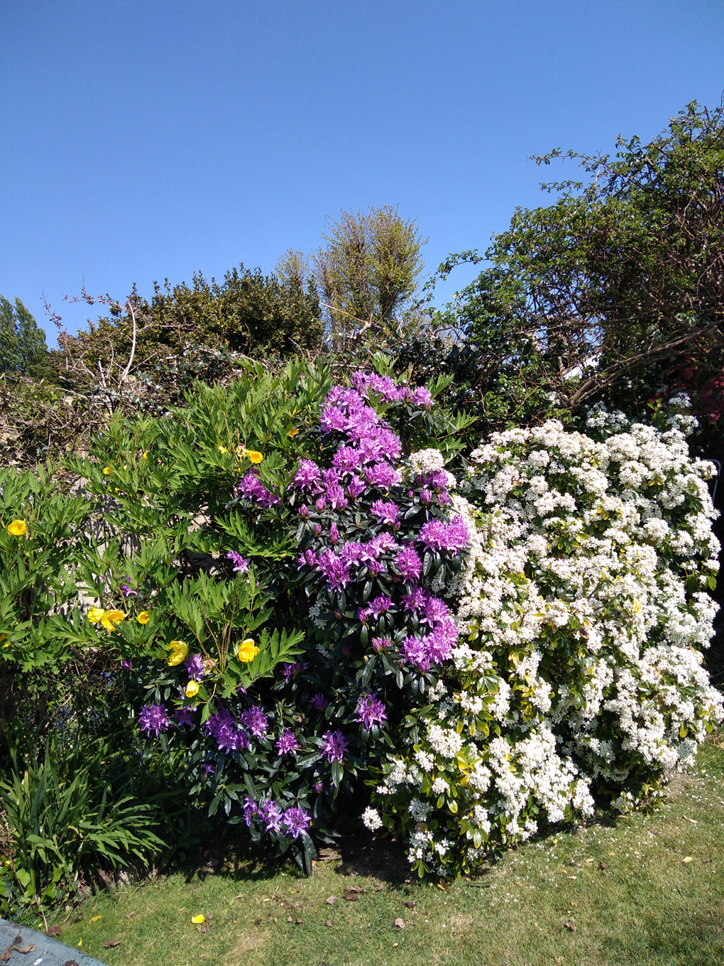 There are flowering yellow Treepeanonies, purple Rhododendrons and a white Choysia Bush with a bright blue sky above in this picture