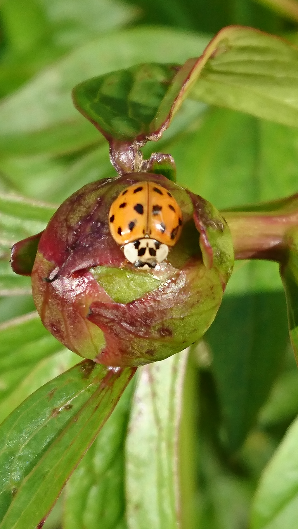 A beautiful orange ladybird with black spots with an amazingly cheeky white face was found sunbathing on a bud of our Peony Bush. She is an Asian ladybird. Have seen a few unusual insects during this lockdown. A real blessing!