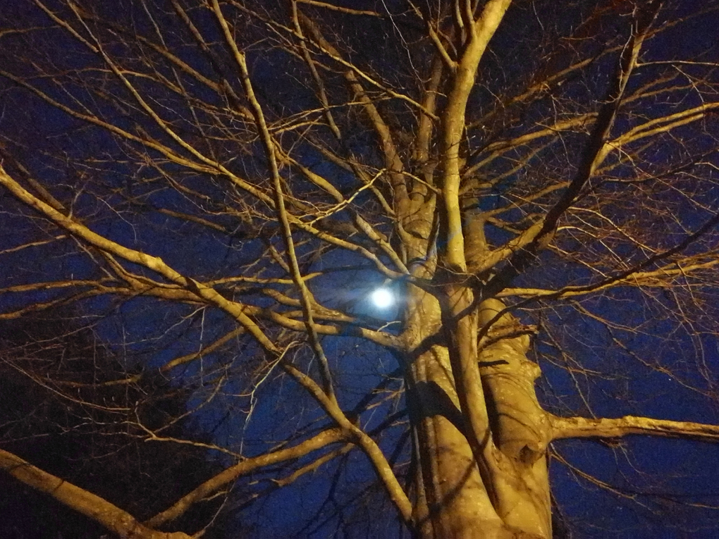 moon through the branches of the trees