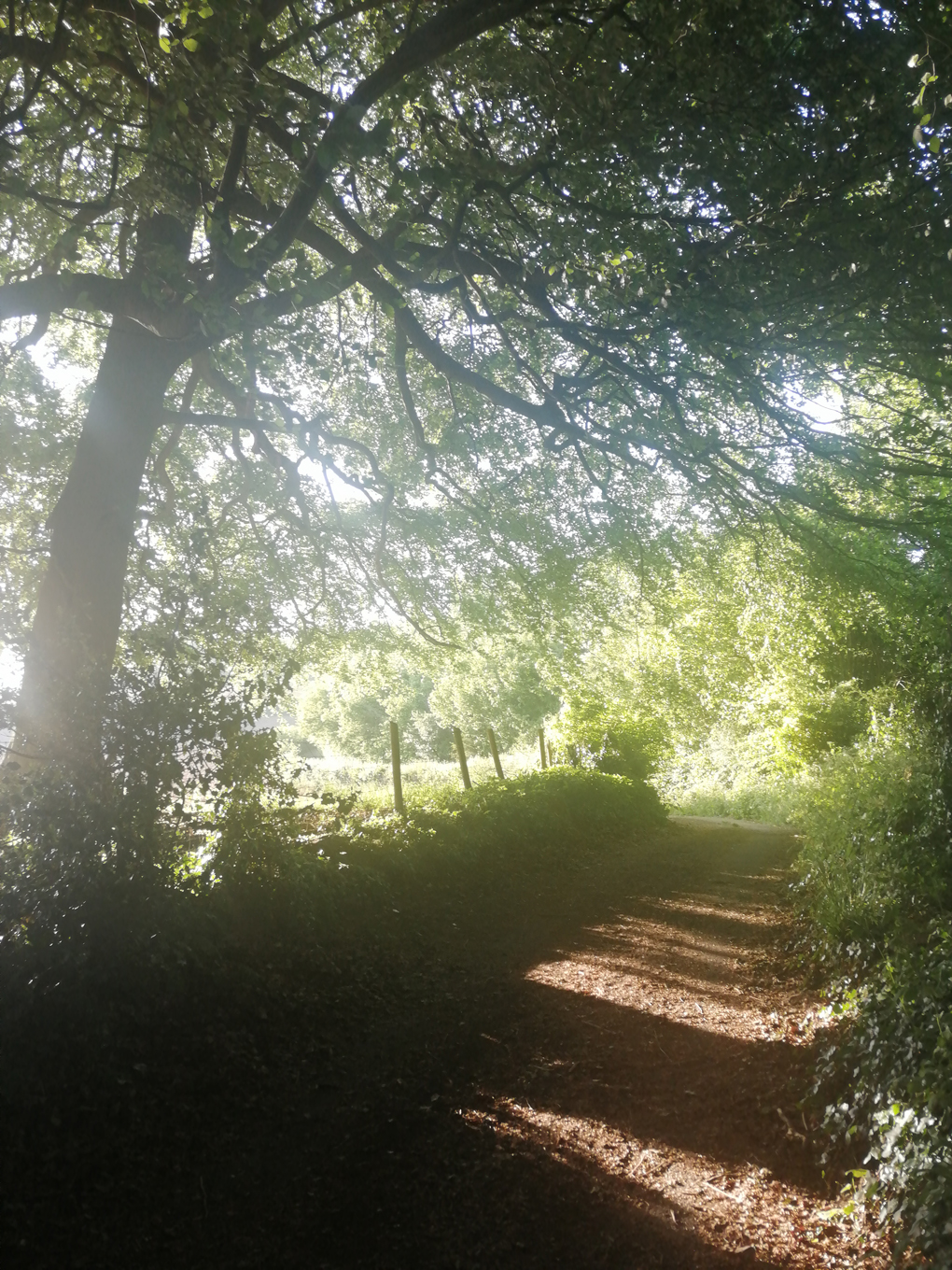 A sunlit country lane.