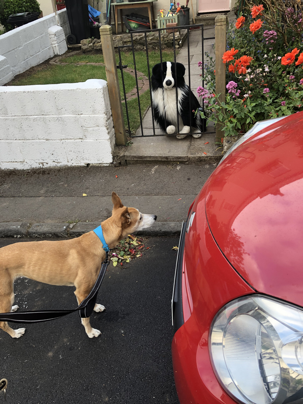 A dog on a lead looking at a toy dog behind a gate