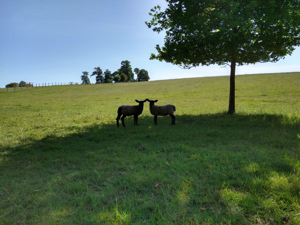 lambs under a tree