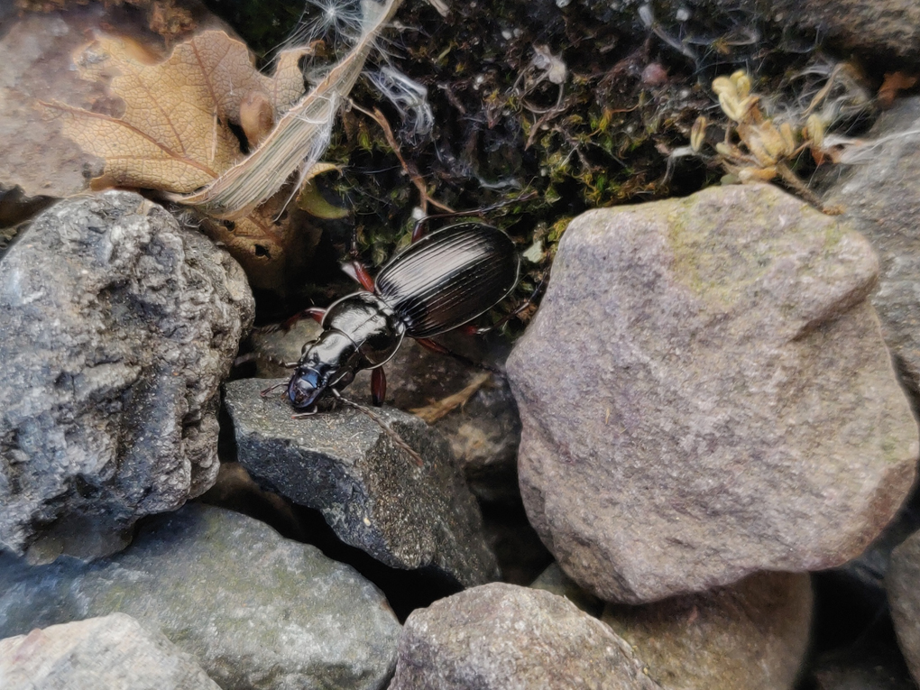 A black beetle crawling over rocks
