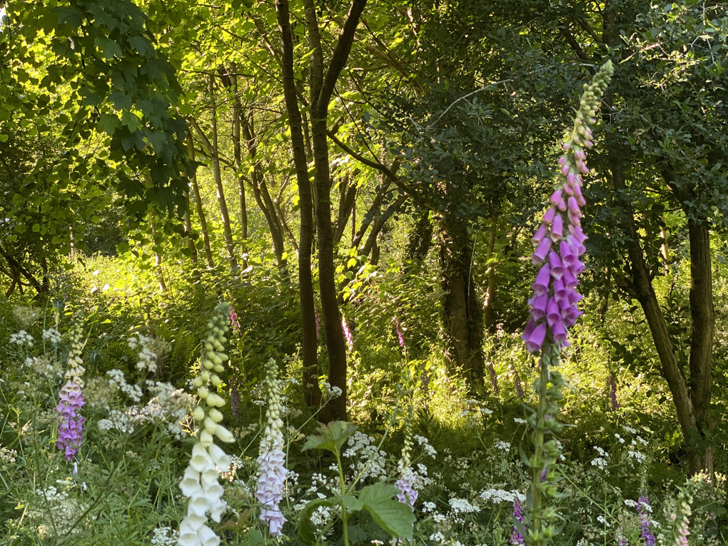 A field of fox gloves bathed in sunshine streaming through the trees, with the colors so vibrant you can almost feel the heat