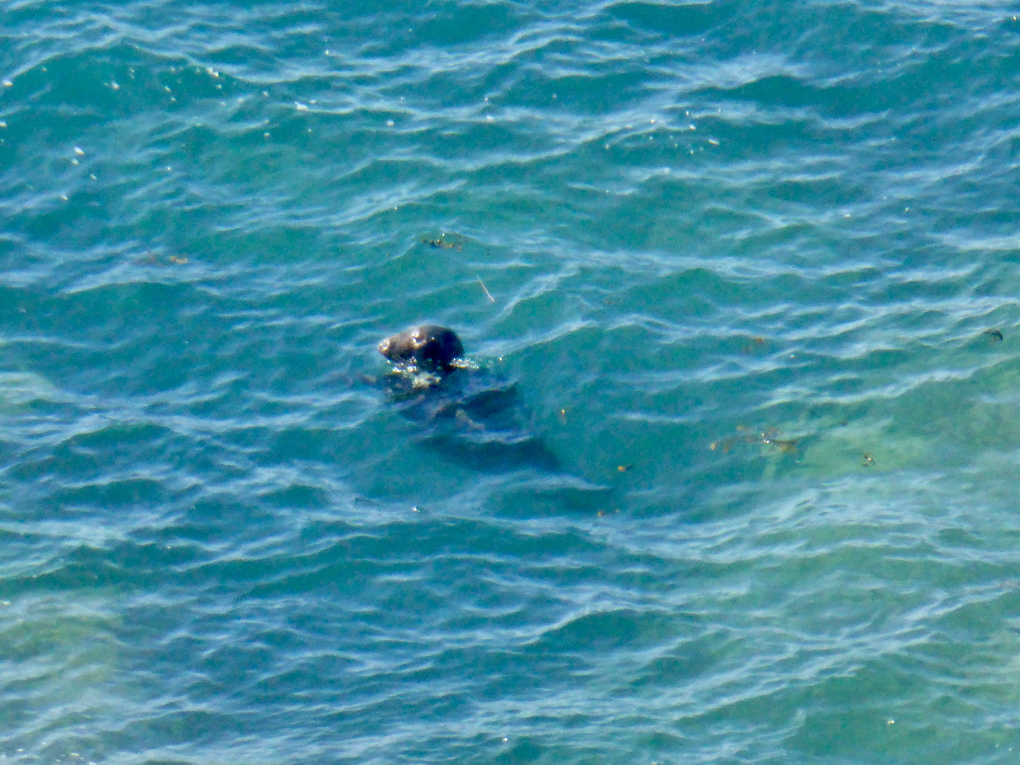 Seal resting vertically upright in the sea